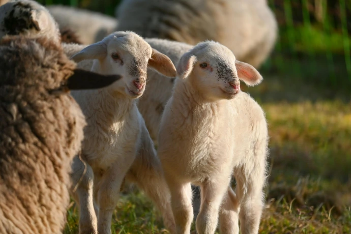 Lamb and Beef Trading